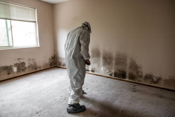 Mold Documentation for Insurance Claims in Madison Heights, MI